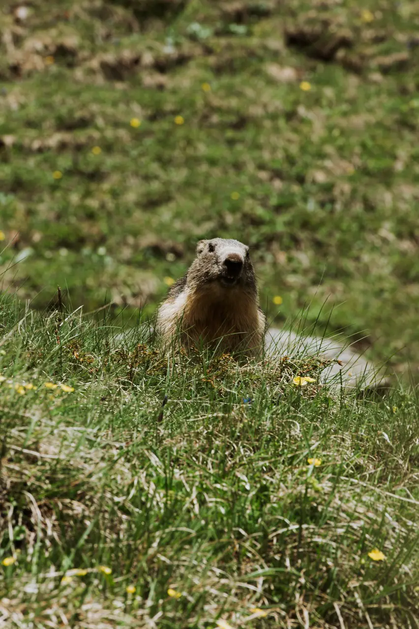 tour du mont blanc