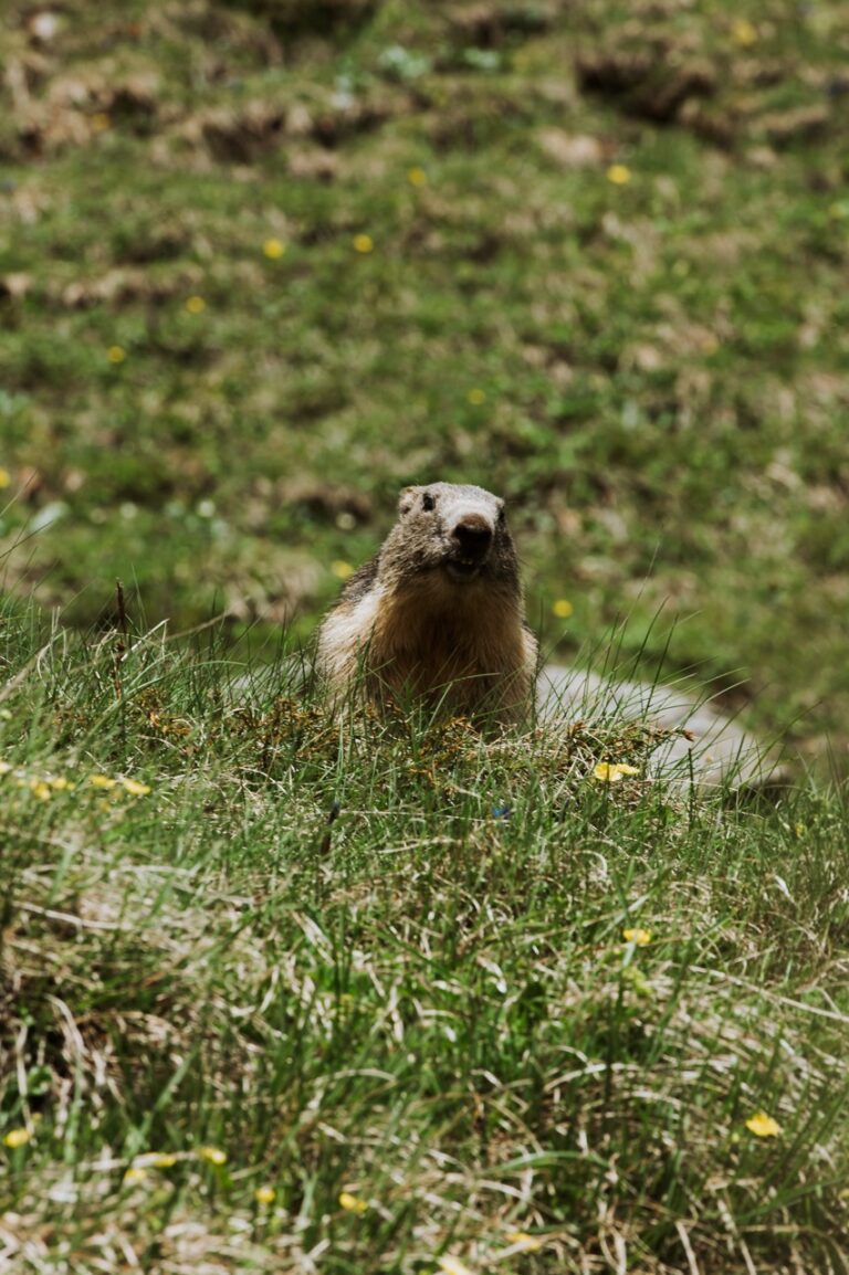 tour du mont blanc