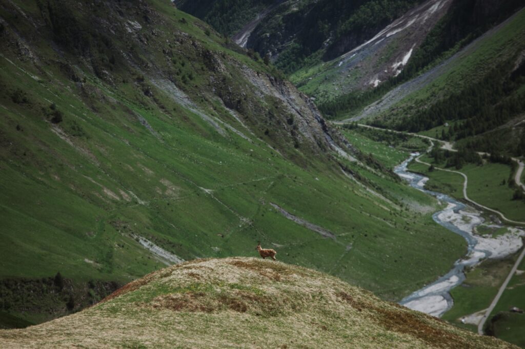 tour du mont blanc