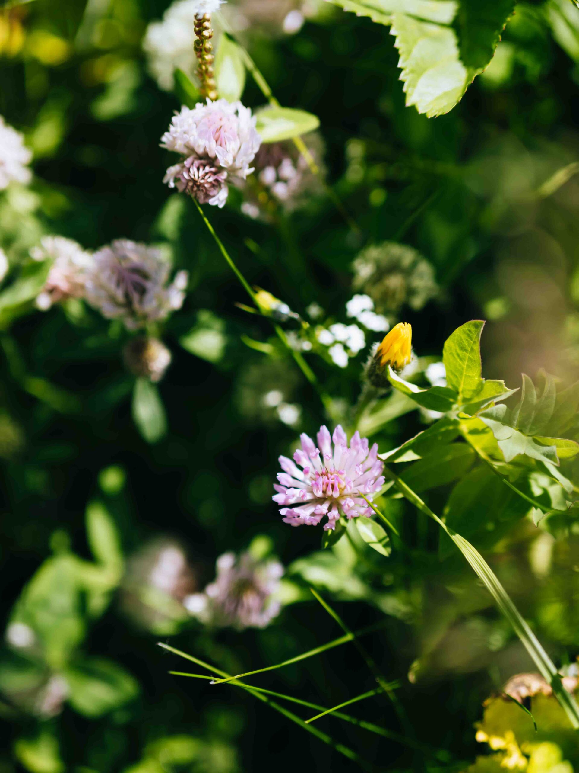 The Mont Blanc Trail - tour du mont blanc
